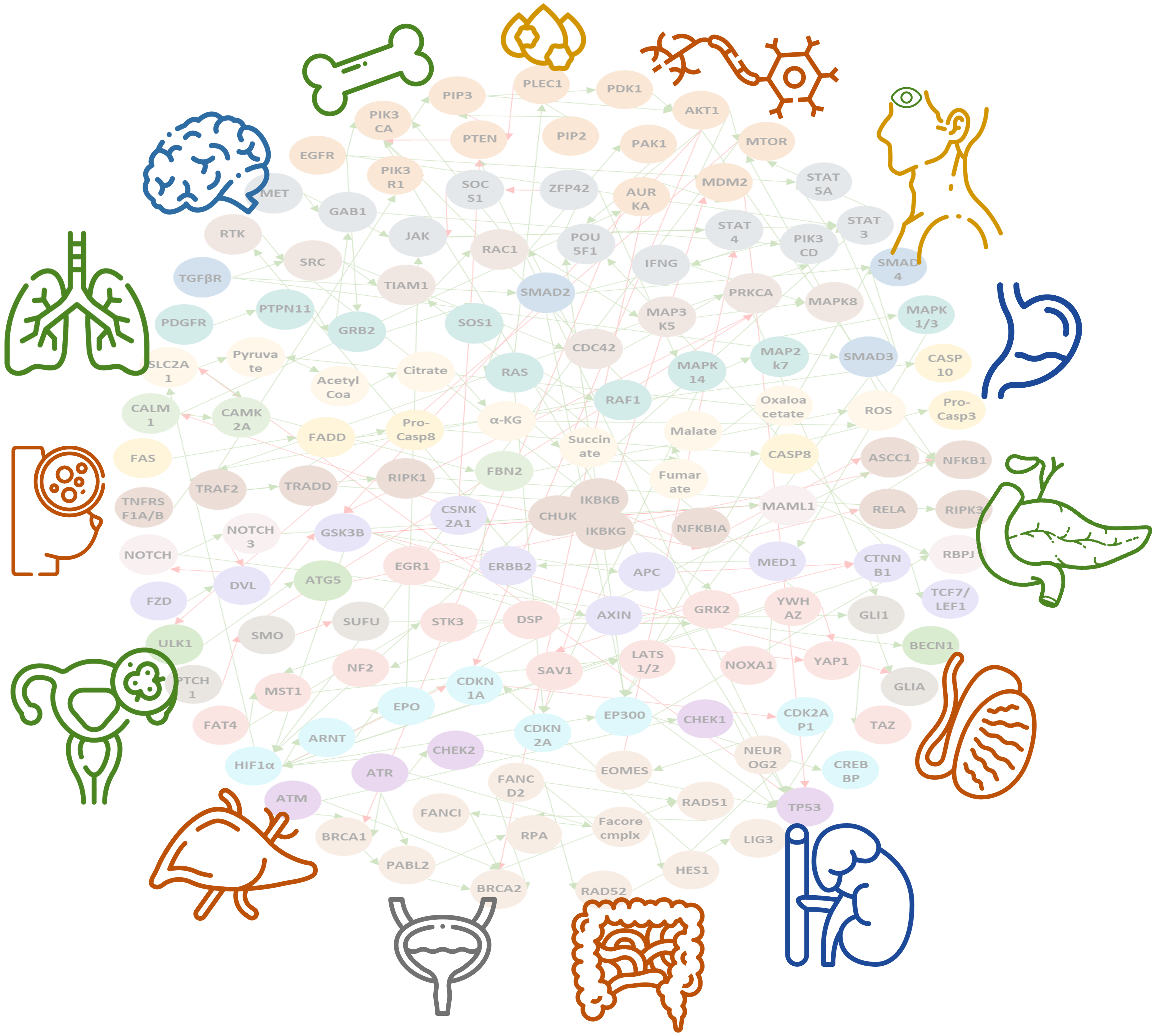 Step 5: In-Silico Cancer Models